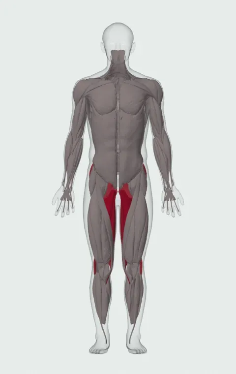 Hip Adduction Machine: the muscles it trains, from the front. Primary — Adductor Magnus, Adductor Longus, Adductor Brevis and Gracilis. Also worked — Gluteus Maximus, Gluteus Medius, Gluteus Minimus, Biceps Femoris (Long Head) and 3 more.