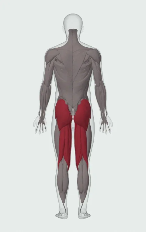 Hip Adduction Machine: the muscles it trains, from behind. Primary — Adductor Magnus, Adductor Longus, Adductor Brevis and Gracilis. Also worked — Gluteus Maximus, Gluteus Medius, Gluteus Minimus, Biceps Femoris (Long Head) and 3 more.