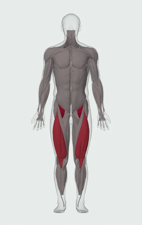 Hip Flexion with Band: the muscles it trains, from the front. Primary — Iliopsoas. Also worked — Rectus Femoris, Vastus Lateralis, Vastus Medialis and Vastus Intermedius.