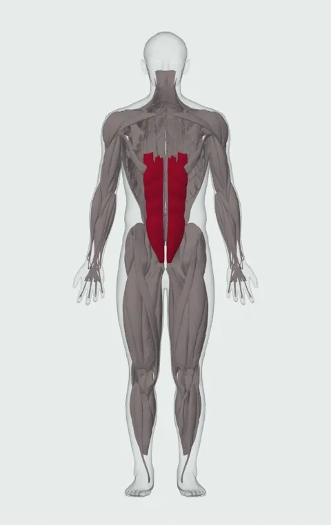 Hollow Hold: the muscles it trains, from the front. Primary — Rectus Abdominis. Also worked — Transversus Abdominis. Transversus Abdominis is lifted away in this view to show what lies beneath.