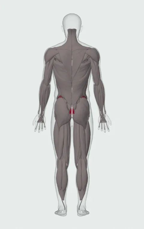 Hollow Hold: the muscles it trains, from behind. Primary — Rectus Abdominis. Also worked — Transversus Abdominis.