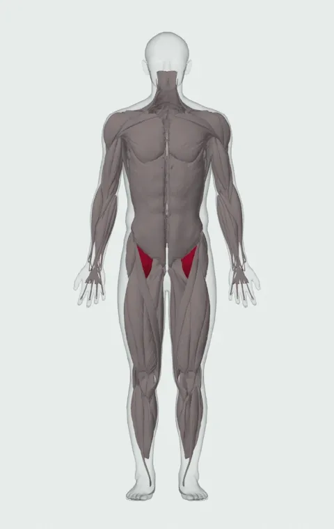 Hip Flexors highlighted on an anatomical figure, from the front.