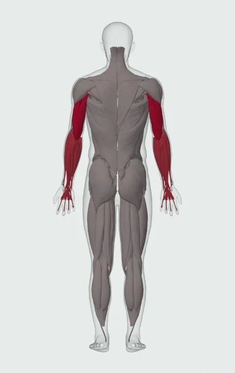 Incline Barbell Triceps Extension: the muscles it trains, from behind. Primary — Long Head, Lateral Head and Medial Head. Also worked — Forearm Flexors and Forearm Extensors.