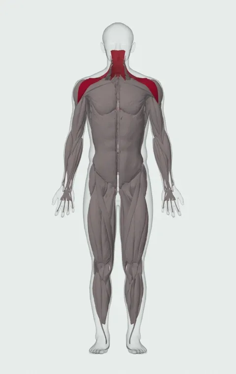 Incline Bench Barbell Front Raise: the muscles it trains, from the front. Primary — Anterior Deltoid. Also worked — Upper Trapezius, Middle Trapezius and Lower Trapezius.