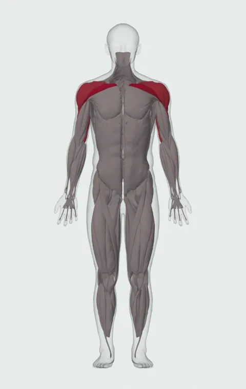 Incline Cable Chest Press: the muscles it trains, from the front. Primary — Clavicular Head. Also worked — Anterior Deltoid, Lateral Deltoid, Posterior Deltoid, Long Head and 2 more.