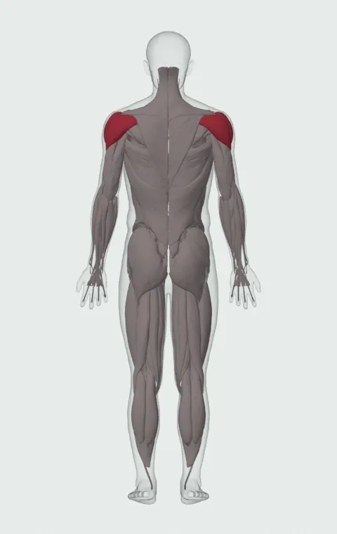 Incline Dumbbell Fly: the muscles it trains, from behind. Primary — Clavicular Head. Also worked — Anterior Deltoid, Lateral Deltoid and Posterior Deltoid.