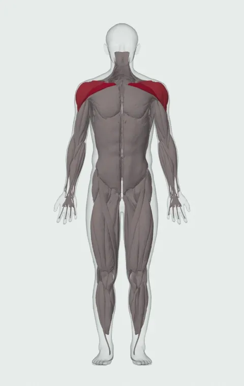 Incline Dumbbell Fly with a Twist: the muscles it trains, from the front. Primary — Clavicular Head. Also worked — Anterior Deltoid, Lateral Deltoid and Posterior Deltoid.