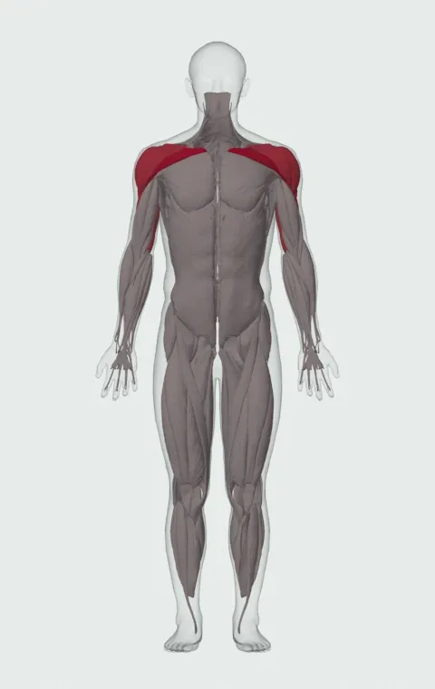 Incline Dumbbell Press: the muscles it trains, from the front. Primary — Clavicular Head. Also worked — Anterior Deltoid, Lateral Deltoid, Posterior Deltoid, Long Head and 2 more.