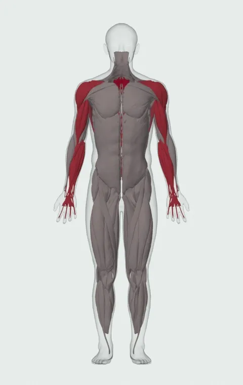 Incline Dumbbell Row: the muscles it trains, from the front. Primary — Rhomboid Major, Rhomboid Minor and Middle Trapezius. Also worked — Long Head, Short Head, Forearm Flexors, Forearm Extensors and 4 more.