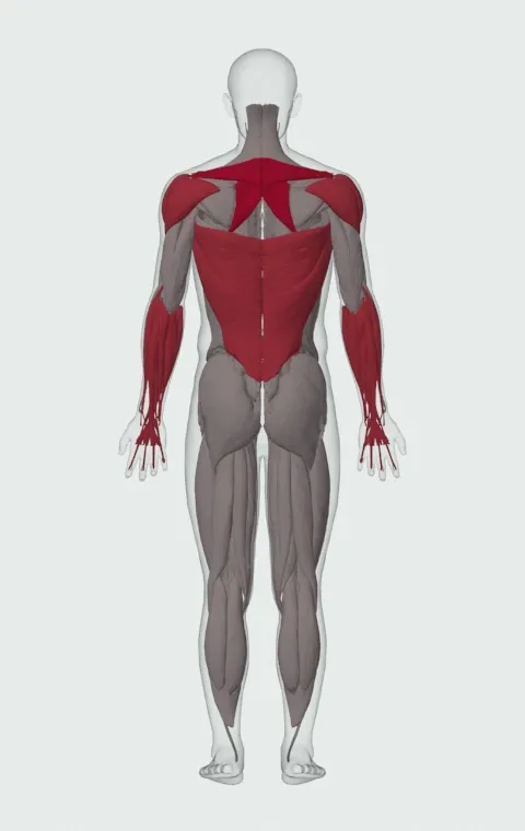 Incline Dumbbell Row: the muscles it trains, from behind. Primary — Rhomboid Major, Rhomboid Minor and Middle Trapezius. Also worked — Long Head, Short Head, Forearm Flexors, Forearm Extensors and 4 more.