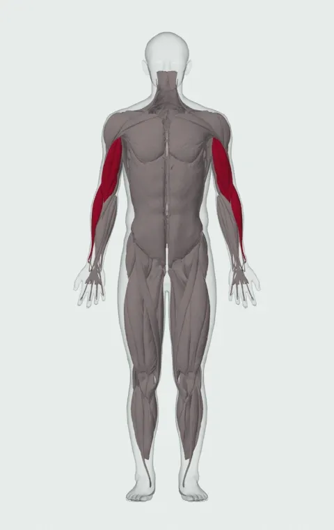Incline Hammer Curl: the muscles it trains, from the front. Primary — Long Head, Short Head, Brachialis and Brachioradialis.