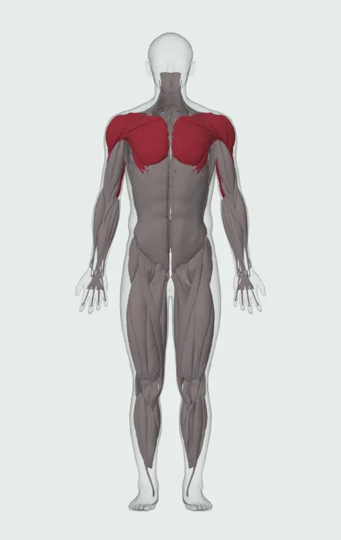 Incline Push-Up Close-Grip: the muscles it trains, from the front. Primary — Long Head, Lateral Head and Medial Head. Also worked — Clavicular Head, Sternocostal Head, Abdominal Head, Anterior Deltoid and 2 more.