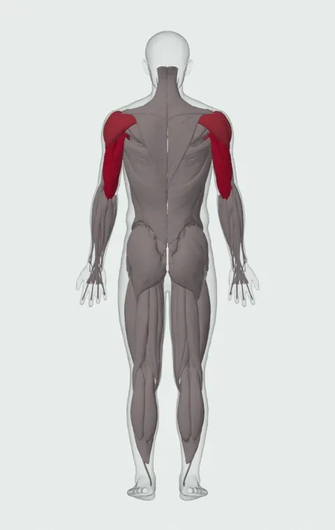 Incline Push-Up Close-Grip: the muscles it trains, from behind. Primary — Long Head, Lateral Head and Medial Head. Also worked — Clavicular Head, Sternocostal Head, Abdominal Head, Anterior Deltoid and 2 more.
