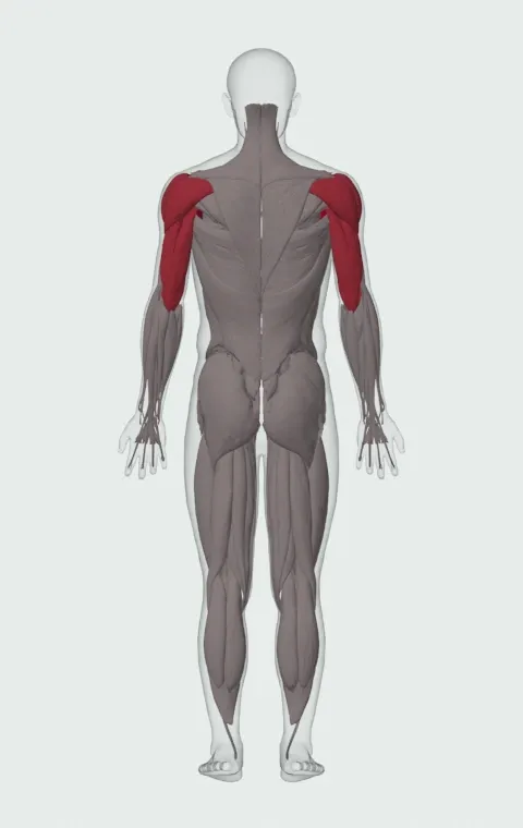Incline Push-Up: the muscles it trains, from behind. Primary — Clavicular Head, Sternocostal Head and Abdominal Head. Also worked — Anterior Deltoid, Lateral Deltoid, Posterior Deltoid, Long Head and 2 more.