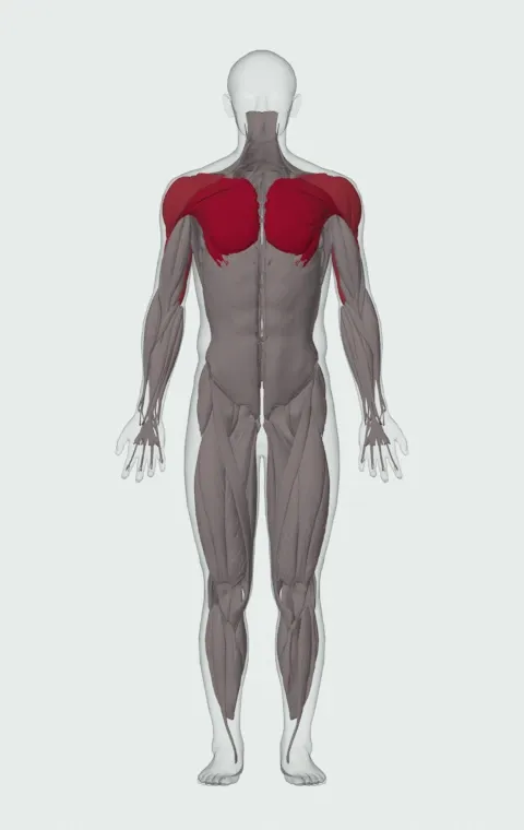 Incline Push-Up Reverse Grip: the muscles it trains, from the front. Primary — Clavicular Head, Sternocostal Head and Abdominal Head. Also worked — Rectus Abdominis, Anterior Deltoid, Lateral Deltoid, Posterior Deltoid and 3 more.