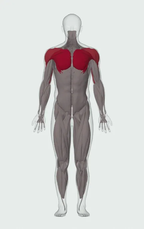 Incline Push-Up Wide: the muscles it trains, from the front. Primary — Clavicular Head, Sternocostal Head and Abdominal Head. Also worked — Rectus Abdominis, Anterior Deltoid, Lateral Deltoid, Posterior Deltoid and 3 more.