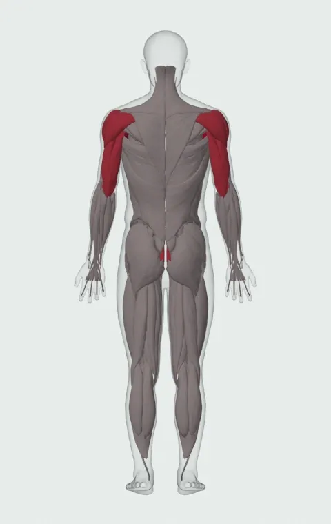 Incline Push-Up Wide: the muscles it trains, from behind. Primary — Clavicular Head, Sternocostal Head and Abdominal Head. Also worked — Rectus Abdominis, Anterior Deltoid, Lateral Deltoid, Posterior Deltoid and 3 more.