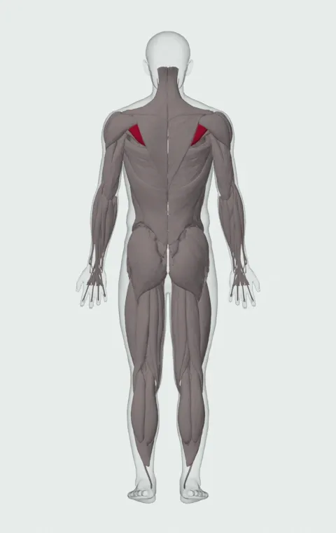 Infraspinatus highlighted on an anatomical figure, from behind.