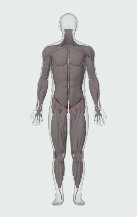 Internal Oblique highlighted on an anatomical figure, from the front.