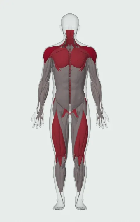 Iron Cross: the muscles it trains, from the front. Primary — Anterior Deltoid, Lateral Deltoid and Posterior Deltoid. Also worked — Clavicular Head, Sternocostal Head, Abdominal Head, Gluteus Maximus and 14 more.