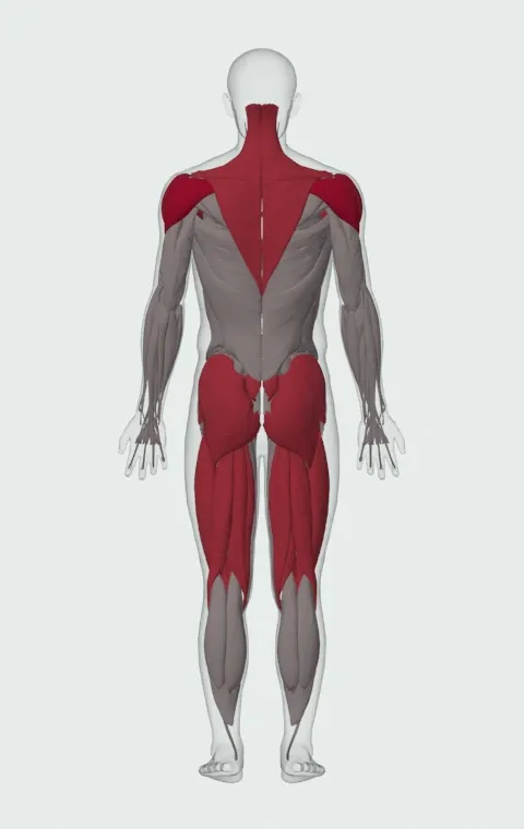 Iron Cross: the muscles it trains, from behind. Primary — Anterior Deltoid, Lateral Deltoid and Posterior Deltoid. Also worked — Clavicular Head, Sternocostal Head, Abdominal Head, Gluteus Maximus and 14 more.
