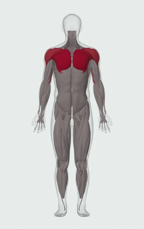 Isometric Wipers: the muscles it trains, from the front. Primary — Clavicular Head, Sternocostal Head and Abdominal Head. Also worked — Rectus Abdominis, Anterior Deltoid, Lateral Deltoid, Posterior Deltoid and 3 more.