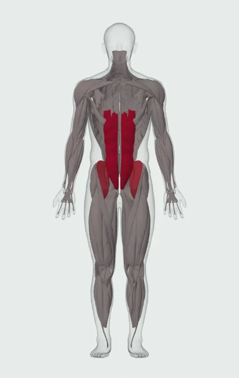 Jackknife Sit-Up: the muscles it trains, from the front. Primary — Rectus Abdominis. Also worked — Iliopsoas.