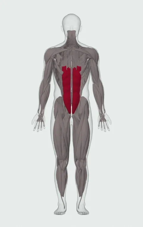Janda Sit-Up: the muscles it trains, from the front. Primary — Rectus Abdominis.