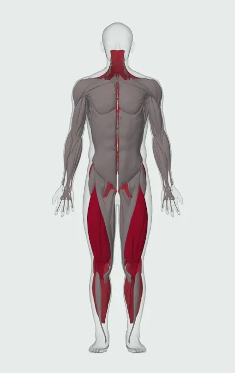Jefferson Squat: the muscles it trains, from the front. Primary — Rectus Femoris, Vastus Lateralis, Vastus Medialis and Vastus Intermedius. Also worked — Gastrocnemius, Soleus, Gluteus Maximus, Gluteus Medius and 9 more.