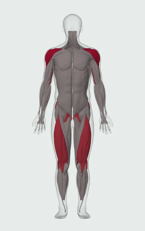 Jerk Balance: the muscles it trains, from the front. Primary — Anterior Deltoid, Lateral Deltoid and Posterior Deltoid. Also worked — Gluteus Maximus, Gluteus Medius, Gluteus Minimus, Biceps Femoris (Long Head) and 10 more.
