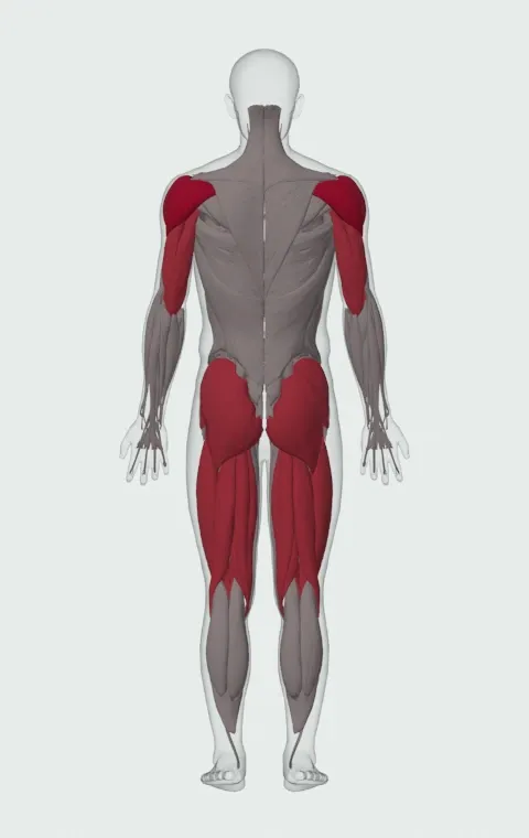 Jerk Balance: the muscles it trains, from behind. Primary — Anterior Deltoid, Lateral Deltoid and Posterior Deltoid. Also worked — Gluteus Maximus, Gluteus Medius, Gluteus Minimus, Biceps Femoris (Long Head) and 10 more.
