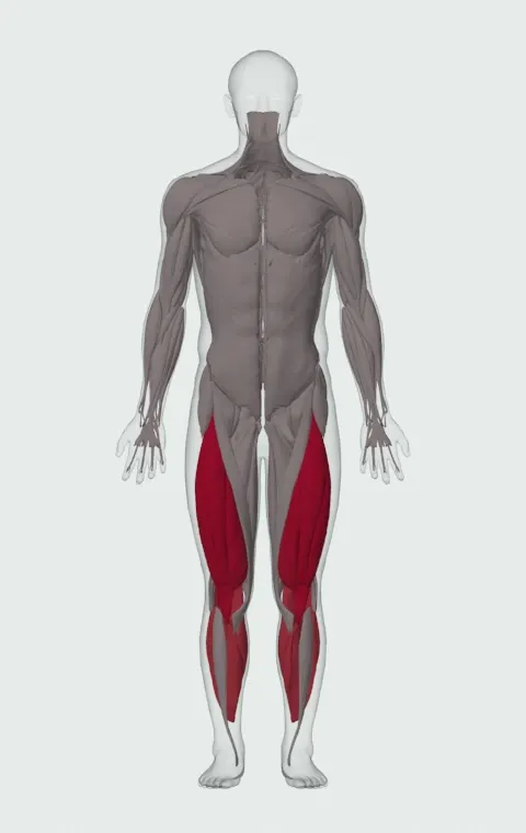 Jerk Dip Squat: the muscles it trains, from the front. Primary — Rectus Femoris, Vastus Lateralis, Vastus Medialis and Vastus Intermedius. Also worked — Rectus Abdominis, Gastrocnemius and Soleus.