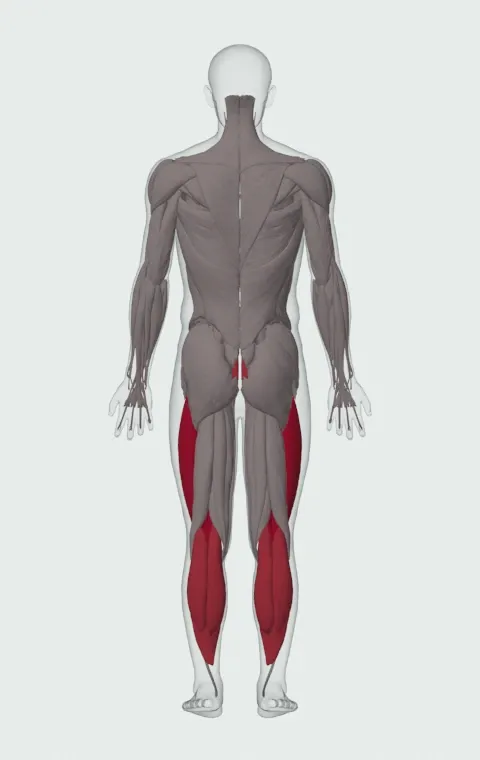 Jerk Dip Squat: the muscles it trains, from behind. Primary — Rectus Femoris, Vastus Lateralis, Vastus Medialis and Vastus Intermedius. Also worked — Rectus Abdominis, Gastrocnemius and Soleus.