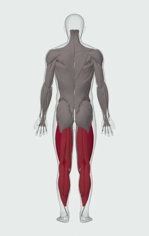 Jump Rope: the muscles it trains, from behind. Primary — Rectus Femoris, Vastus Lateralis, Vastus Medialis and Vastus Intermedius. Also worked — Gastrocnemius, Soleus, Biceps Femoris (Long Head), Biceps Femoris (Short Head) and 2 more.