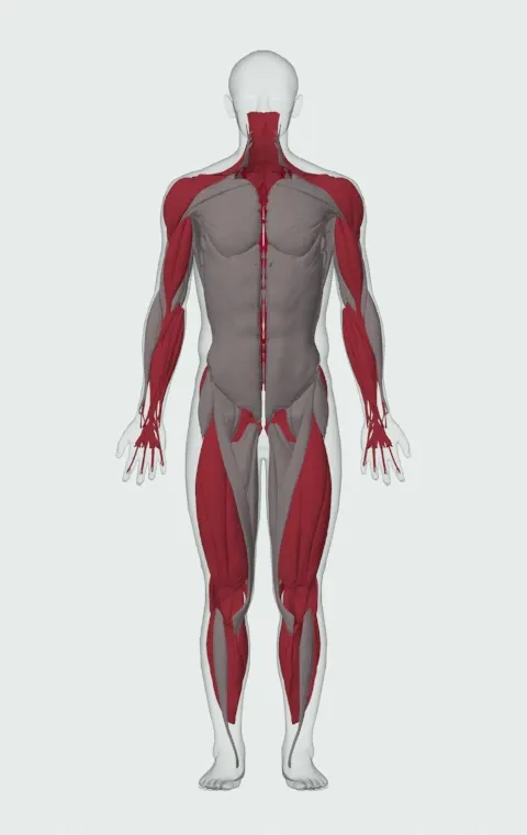 Keg Load: the muscles it trains, from the front. Primary — Erector Spinae. Also worked — Rectus Abdominis, Long Head, Short Head, Gastrocnemius and 22 more.