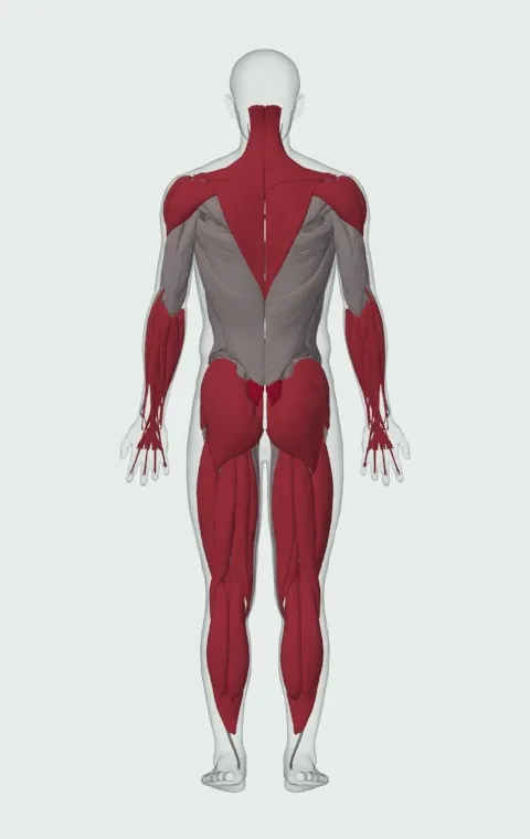 Keg Load: the muscles it trains, from behind. Primary — Erector Spinae. Also worked — Rectus Abdominis, Long Head, Short Head, Gastrocnemius and 22 more.