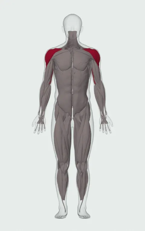 Kettlebell Arnold Press: the muscles it trains, from the front. Primary — Anterior Deltoid, Lateral Deltoid and Posterior Deltoid. Also worked — Long Head, Lateral Head and Medial Head.