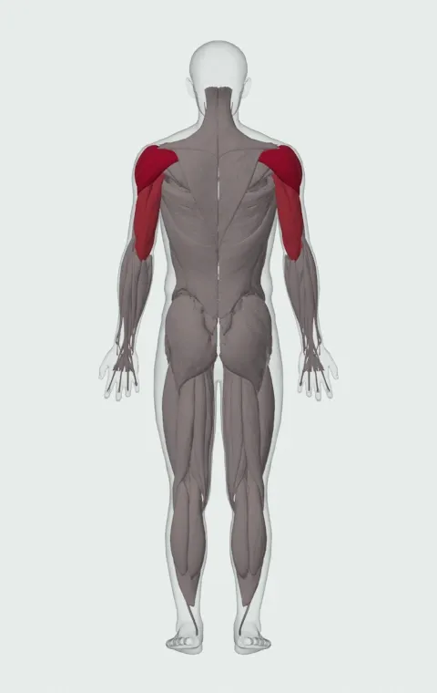Kettlebell Arnold Press: the muscles it trains, from behind. Primary — Anterior Deltoid, Lateral Deltoid and Posterior Deltoid. Also worked — Long Head, Lateral Head and Medial Head.
