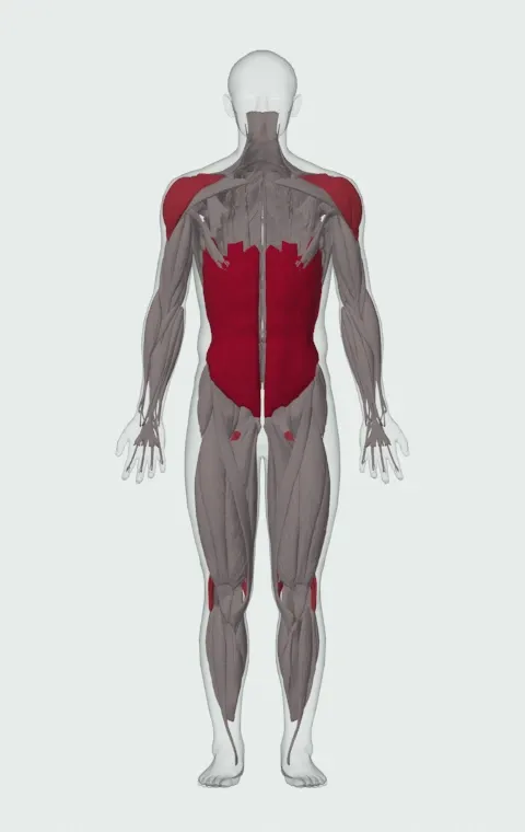 Kettlebell Figure 8: the muscles it trains, from the front. Primary — Rectus Abdominis, External Oblique and Internal Oblique. Also worked — Biceps Femoris (Long Head), Biceps Femoris (Short Head), Semitendinosus, Semimembranosus and 3 more.
