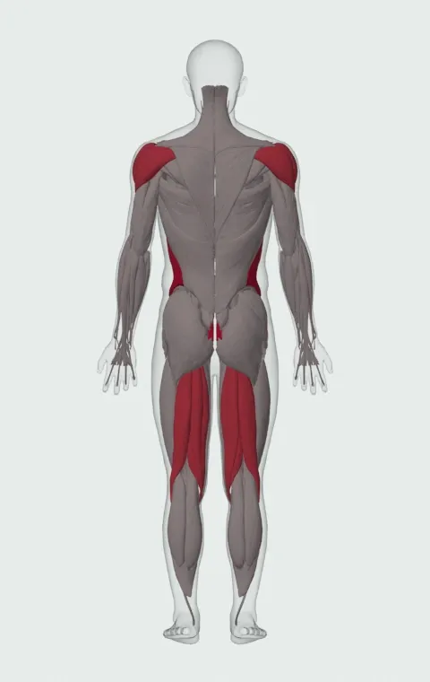 Kettlebell Figure 8: the muscles it trains, from behind. Primary — Rectus Abdominis, External Oblique and Internal Oblique. Also worked — Biceps Femoris (Long Head), Biceps Femoris (Short Head), Semitendinosus, Semimembranosus and 3 more.