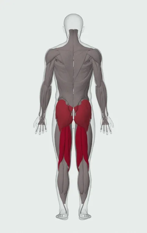Kettlebell One-Legged Deadlift: the muscles it trains, from behind. Primary — Biceps Femoris (Long Head), Biceps Femoris (Short Head), Semitendinosus and Semimembranosus. Also worked — Gluteus Maximus, Gluteus Medius, Gluteus Minimus and Erector Spinae.