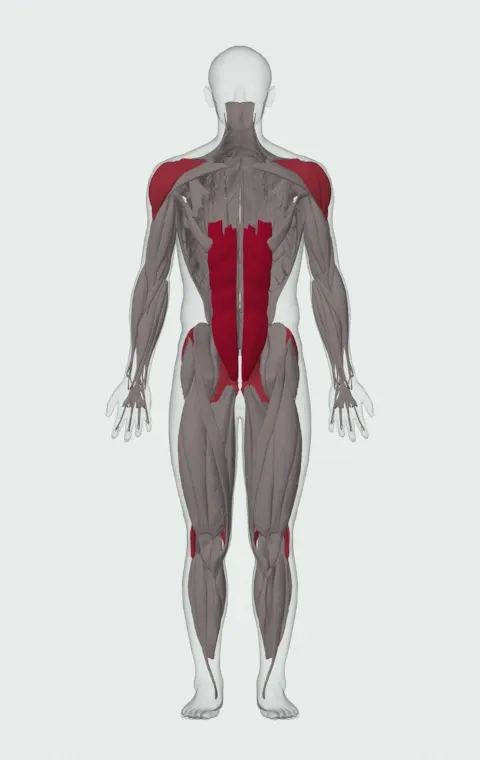 Kettlebell Pass Between The Legs: the muscles it trains, from the front. Primary — Rectus Abdominis. Also worked — Gluteus Maximus, Gluteus Medius, Gluteus Minimus, Biceps Femoris (Long Head) and 6 more.