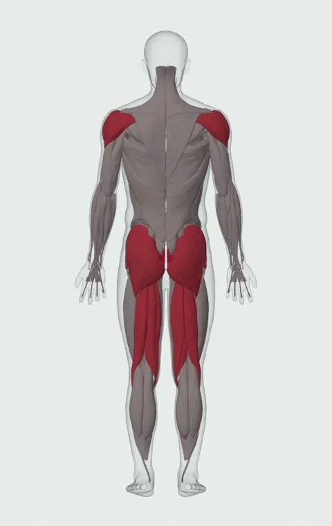 Kettlebell Pass Between The Legs: the muscles it trains, from behind. Primary — Rectus Abdominis. Also worked — Gluteus Maximus, Gluteus Medius, Gluteus Minimus, Biceps Femoris (Long Head) and 6 more.