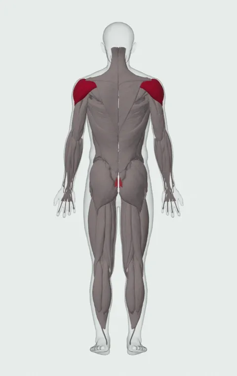 Kettlebell Pirate Ships: the muscles it trains, from behind. Primary — Anterior Deltoid, Lateral Deltoid and Posterior Deltoid. Also worked — Rectus Abdominis.