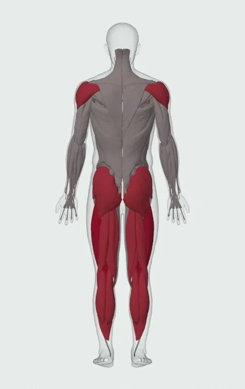 Kettlebell Pistol Squat: the muscles it trains, from behind. Primary — Rectus Femoris, Vastus Lateralis, Vastus Medialis and Vastus Intermedius. Also worked — Gastrocnemius, Soleus, Gluteus Maximus, Gluteus Medius and 8 more.