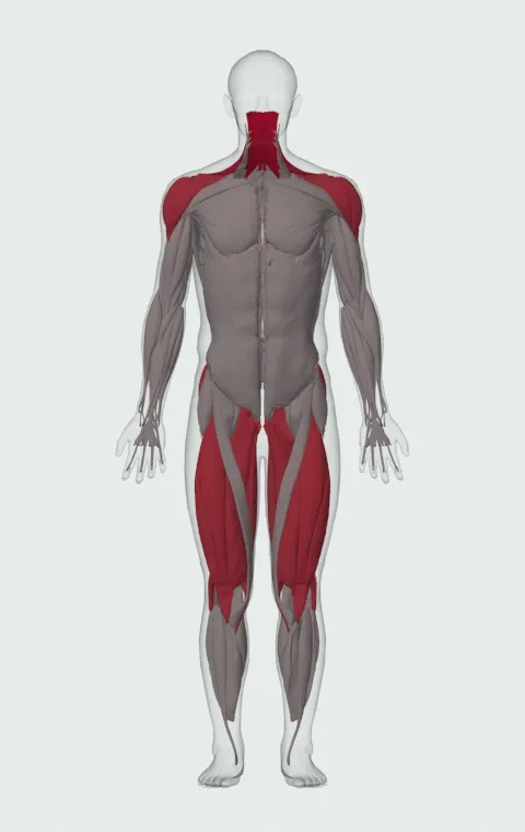 Kettlebell Sumo High Pull: the muscles it trains, from the front. Primary — Upper Trapezius, Middle Trapezius and Lower Trapezius. Also worked — Adductor Magnus, Adductor Longus, Adductor Brevis, Gracilis and 14 more.