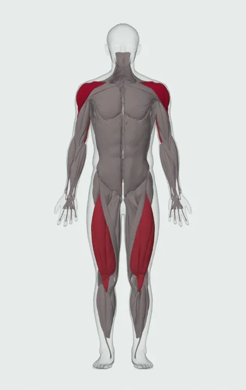 Kettlebell Thruster: the muscles it trains, from the front. Primary — Anterior Deltoid, Lateral Deltoid and Posterior Deltoid. Also worked — Rectus Femoris, Vastus Lateralis, Vastus Medialis, Vastus Intermedius and 3 more.