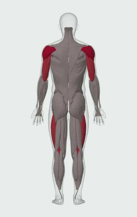 Kettlebell Thruster: the muscles it trains, from behind. Primary — Anterior Deltoid, Lateral Deltoid and Posterior Deltoid. Also worked — Rectus Femoris, Vastus Lateralis, Vastus Medialis, Vastus Intermedius and 3 more.