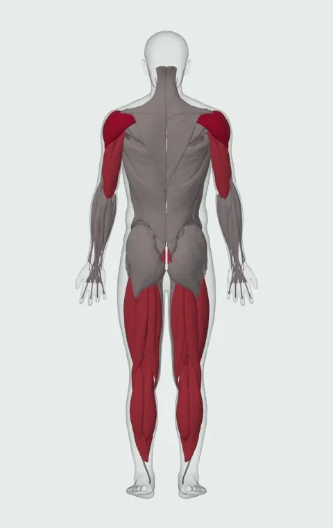 Kettlebell Turkish Get-Up: the muscles it trains, from behind. Primary — Anterior Deltoid, Lateral Deltoid and Posterior Deltoid. Also worked — Rectus Abdominis, Gastrocnemius, Soleus, Biceps Femoris (Long Head) and 10 more.