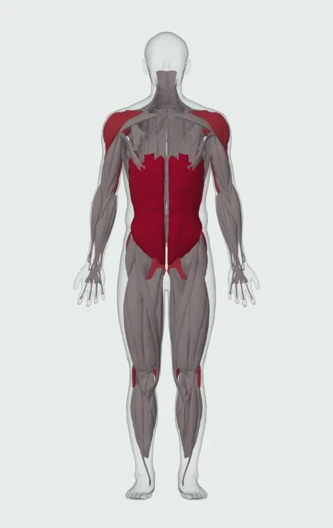 Kettlebell Windmill: the muscles it trains, from the front. Primary — Rectus Abdominis, External Oblique and Internal Oblique. Also worked — Gluteus Maximus, Gluteus Medius, Gluteus Minimus, Biceps Femoris (Long Head) and 9 more.